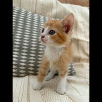ALFA, chat à adopter
