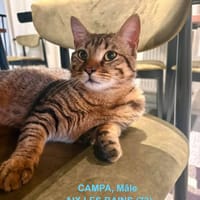 CAMPA, chat à adopter