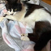 BILLIEJEAN, chatte à adopter