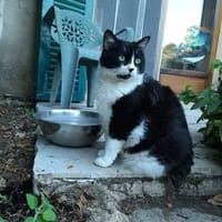 CHIMPY, chatte à adopter