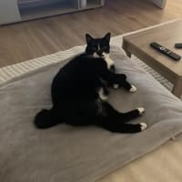 GHOST, chat à adopter