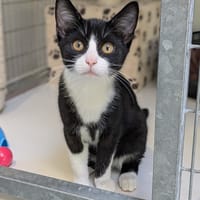 BALI, chatte à adopter