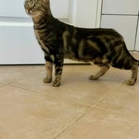 TIGRESSE, chatte à adopter