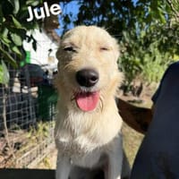 JULE  eine Schönheit ..., Hündin zur Adoption