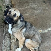 Giulia, Hündin zur Adoption