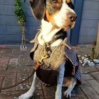 Sir Henry - neues Zuhause gesucht, Hund zur Adoption