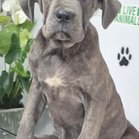 Cane Corso Welpe Lissy sucht ihre Menschen, Hund zur Adoption