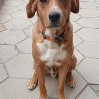 Noah sucht sein neues Zuhause fürs Leben, Hund zur Adoption