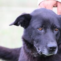 Belinda - kinderlieb u. herzensgut, Hündin zur Adoption