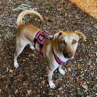 Die liebe Fibi sucht ihr Zuhause, Hündin zur Adoption