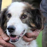 Pingu - hübscher Wuschelrüde, Hund zur Adoption