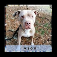 Tyson - ein Schönheit, Hund zur Adoption