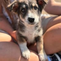 Friedolin - kleiner Entdecker sucht sein Für-immer-Zuhause, Hund zur Adoption