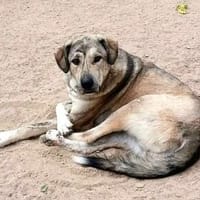 großes Bärchen Jimmy sucht ein Sofa, Hund zur Adoption