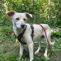 Sensible Senna sucht Zuhause, Hündin zur Adoption