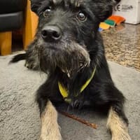 Zarte Seele mit klugem Köpfchen- Abba, Hündin zur Adoption