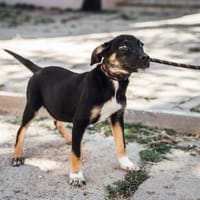 Süßer Franky - mittelgroß werdend sucht..., Hund zur Adoption