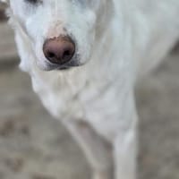 Hope, zarte Seele- I, Hündin zur Adoption
