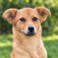 Ilinca - Hündin - geb. 6/2026 - wird mittelgroß, Hündin zur Adoption