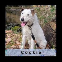 Cookie, Charmant & Dickköpfig, Hund zur Adoption
