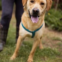 25 Kilo Sonnenschein mit Quatsch im Kopf- Arly, Hund zur Adoption