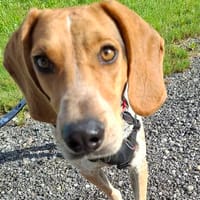 Nico, lustiger Abenteurer, Hund zur Adoption