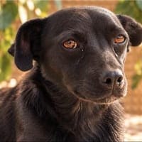 Kassia sucht ein ruhiges Zuhause, Hündin zur Adoption