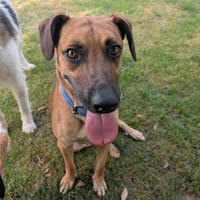 Karlchen möchte mit dir lernen, Hund zur Adoption