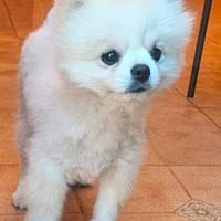 Milosch, Hund zur Adoption