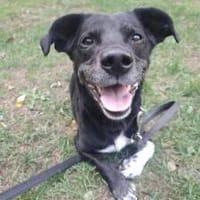 MÄX, Quatschkopf mit Charme, Hund zur Adoption