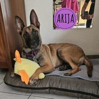 Arija sucht ihren Menschen fürs Leben, Hündin zur Adoption