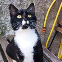 Abenteurer Miso sucht sein Zuhause, Kater zur Adoption