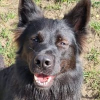Maiky, Hund zur Adoption