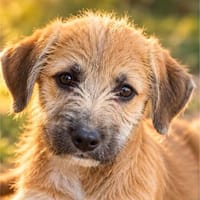 Käthe - klein und zuckersüß, Hündin zur Adoption