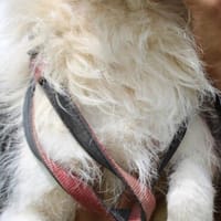 Sinco - kinderlieber Familienhund, Hund zur Adoption