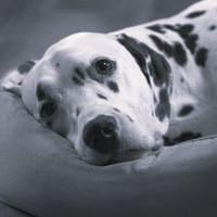 Carl sucht ein neues Zuhause/Pflegestelle, Hund zur Adoption