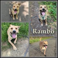 Rambo sucht ein Zuhause, Hund zur Adoption