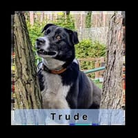 TRUDE, ein Schatz, Hündin zur Adoption
