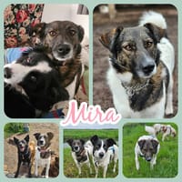 Mira wünscht sich einfühlsame Menschen mit Spaß am Kuscheln, Hündin zur Adoption