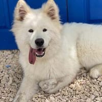 Über Ghost  Traumhund sucht Traumzuhause, Hund zur Adoption