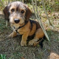 Max Rauhaardackel Mix, Hund zur Adoption