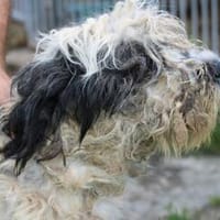 Pero - ruhiges, sehr liebes Wesen, Hund zur Adoption