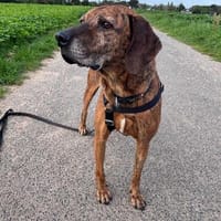 Lebensfroher Shaggy sucht seinen Jackpot!, Hund zur Adoption