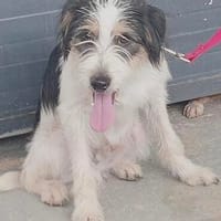 lieber, etwas schüchtener Rikki, ca. 43 cm hoch, Hund zur Adoption