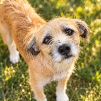 Romy sucht ein empathisches Zuhasue, Hündin zur Adoption