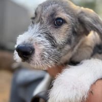 Lumi - verspielt, tollpatschig, neugieriges Hundekind, Hündin zur Adoption