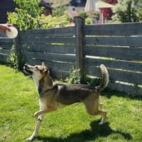 Trusky  ein sensibler Hund mit großem Herzen, Hund zur Adoption