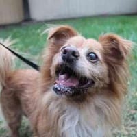 Yuki, nur für erfahrene Besitzer, Hund zur Adoption