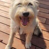 Amigo  55 cm (Pflegestelle), Hund zur Adoption
