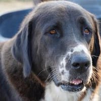 Isolde sucht ihre Menschen, Hündin zur Adoption